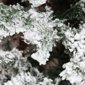 Northlight 7.5ft. Heavily Flocked Pine Artificial Christmas Tree - image 2