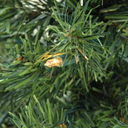 Northlight Seasonal 4ft. Pre-Lit Pine Artificial Christmas Tree