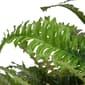 National Tree 20in. Fern Plant - image 3