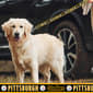 NFL Pittsburgh Steelers Dog Leash - image 2