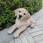 Hi-Line Gift Lying Yellow Labrador Garden Statue - image 5