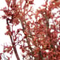 Northlight Seasonal Fall Burgundy Berry Artificial Wreath - image 5