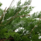 Northlight Real Touch™ 24in. Iced Cedar Christmas Wreath - image 6