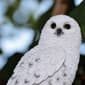 Hi-Line Gift Small Snowy Owl Garden Statue - image 6