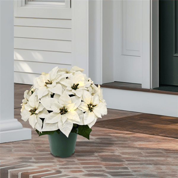 Puleo International 19in. Pre-Lit Potted White Poinsettias