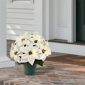 Puleo International 19in. Pre-Lit Potted White Poinsettias - image 2