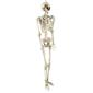 Northlight Seasonal 5ft. Life Size Skeleton Halloween Decoration - image 5