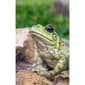 Hi-Line Gift American Bullfrog Garden Statue - image 7