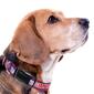 NFL New York Giants Dog Collar - image 3