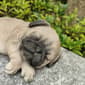 Hi-Line Gift Cozy Brown Sleeping Pug Puppy Garden Statue - image 6