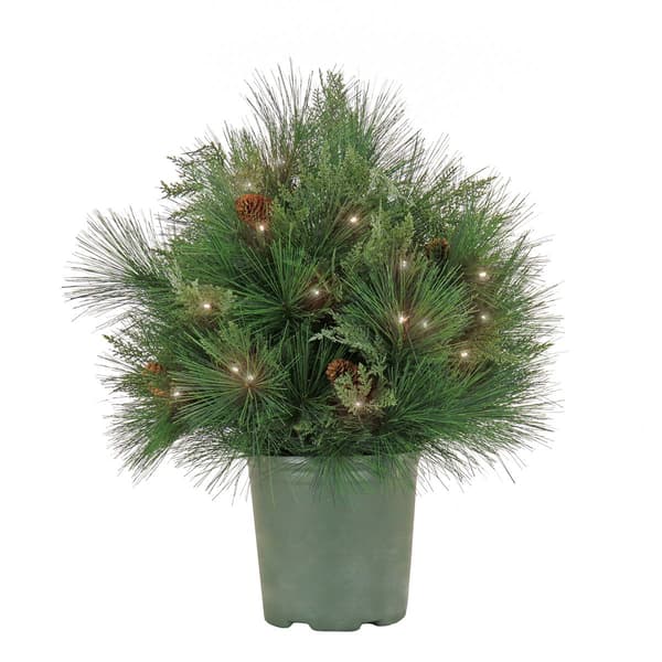 National Tree 26in. Black Tie Xmas Needles & Cedar Urn Filler