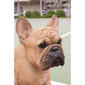 Hi-Line Gift Squatting French Bulldog Garden Statue - image 6