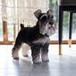 Hi-Line Gift Standing Miniature Schnauzer Garden Statue - image 5