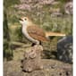 Hi-Line Gift Motion Activated Singing Nightingale Figurine - image 1
