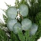 Northlight Seasonal 24in. Eucalyptus Artificial Christmas Wreath - image 4