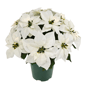 Puleo International 22in. Pre-Lit Potted White Poinsettias - image 1