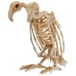 Two-Headed Vulture Skeleton - image 1