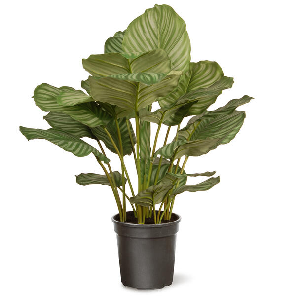 National Tree Garden Accents 30in. Calathea Plant - image 