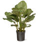 National Tree Garden Accents 30in. Calathea Plant - image 1