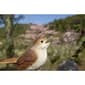 Hi-Line Gift Motion Activated Singing Nightingale Figurine - image 6