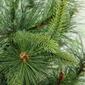 Northlight Seasonal 3ft. Cashmere Pine Artificial Christmas Tree - image 2