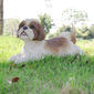 Hi-Line Gift Shih Tzu Lying Down Garden Statue - image 4