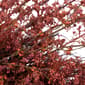 Northlight Seasonal Fall Burgundy Berry Artificial Wreath - image 4
