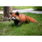 Hi-Line Gift Red Panda Cub Walking Garden Statue - image 1