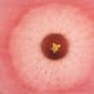 Cosset Hibiscus Passion Bath Marble - image 5