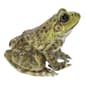 Hi-Line Gift American Bullfrog Garden Statue - image 4
