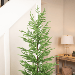 Northlight 6ft. Medium Norfolk Pine Potted Christmas Tree