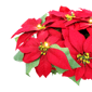 Puleo International 24in. Pre-Lit Red Poinsettia Window Box Décor - image 4