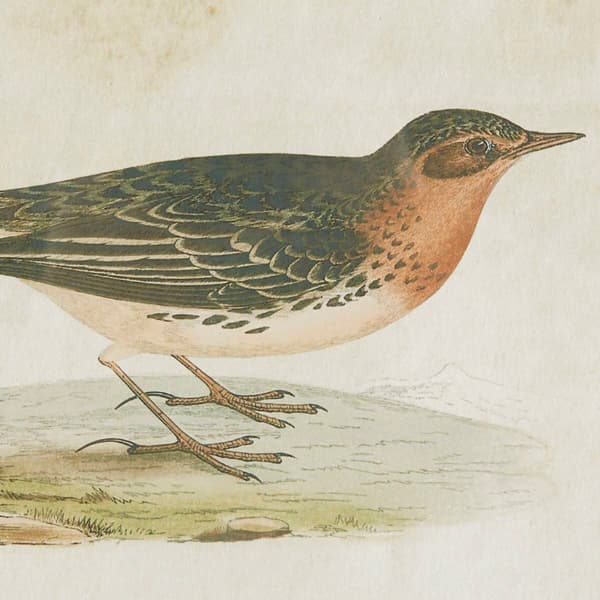 9th & Pike&#174; Pipit and Warbler Bird Wall Art - Set of 2