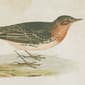 9th & Pike&#174; Pipit and Warbler Bird Wall Art - Set of 2 - image 7