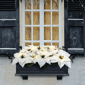 Puleo International Pre-Lit White Poinsettia Window Box Décor - image 2