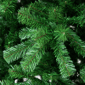 Northlight 12ft. Full Colorado Spruce Artificial Christmas Tree - image 3