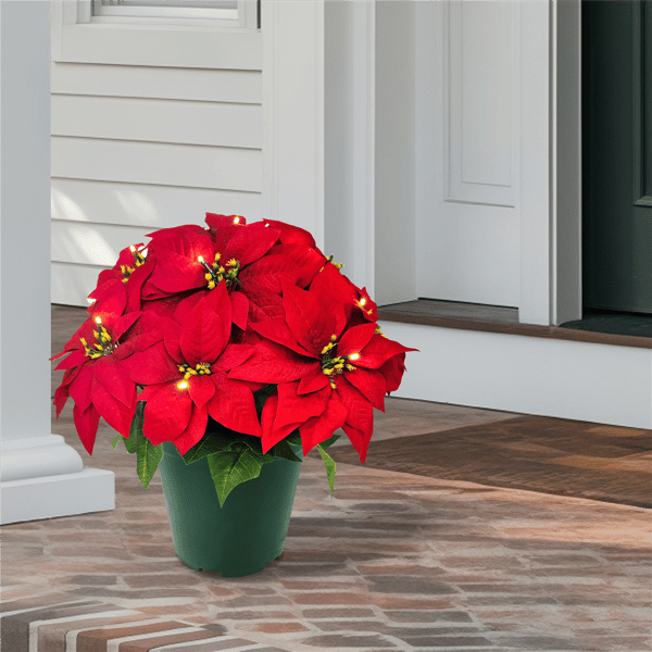 Puleo International 22in. Pre-Lit Potted Red Poinsettias