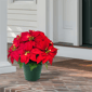 Puleo International 22in. Pre-Lit Potted Red Poinsettias - image 2