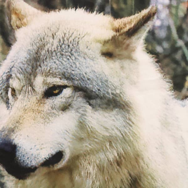 Habitat Photo Reel Wolves Curtain Panel Pair