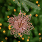 Northlight 4pc. Glittered Pink Poinsettia Christmas Ornaments - image 2