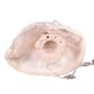 Kurt S. Adler UL 10-Light White Angel Tree Topper - image 6
