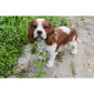 Hi-Line Gift Brown & White King Charles Spaniel Garden Statue - image 6