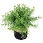 Northlight Seasonal Artificial Spring Foliage Burlap Potted Plant - image 3