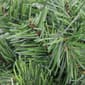 Northlight Seasonal 12in. Pine Mini Artificial Christmas Wreath - image 3