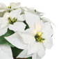 Puleo International 19in. Pre-Lit Potted White Poinsettias - image 5