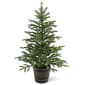 National Tree 4ft. Pre-Lit Norwegian Spruce Entrance Tree - image 1