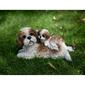 Hi-Line Gift Mother & Baby Shih Tzu Garden Statue - image 6