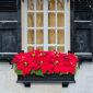 Puleo International 24in. Pre-Lit Red Poinsettia Window Box Décor - image 3