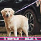 NFL Buffalo Bills Dog Leash - image 3