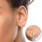 Haus of Brilliance 0.50ctw. Diamond Graduated Huggie Earrings - image 4